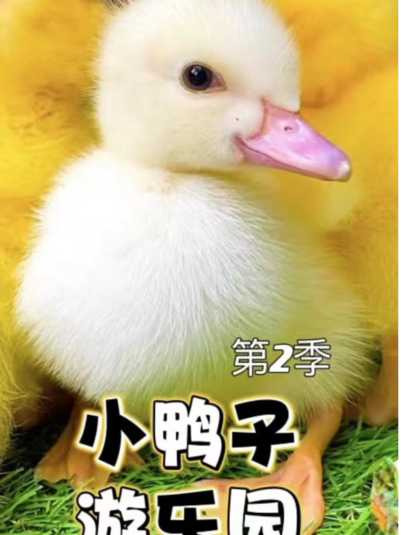 小鸭子游乐园第2季