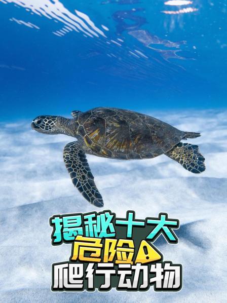 揭秘十大危险爬行动物