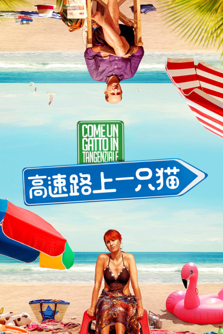 高速路上一只猫