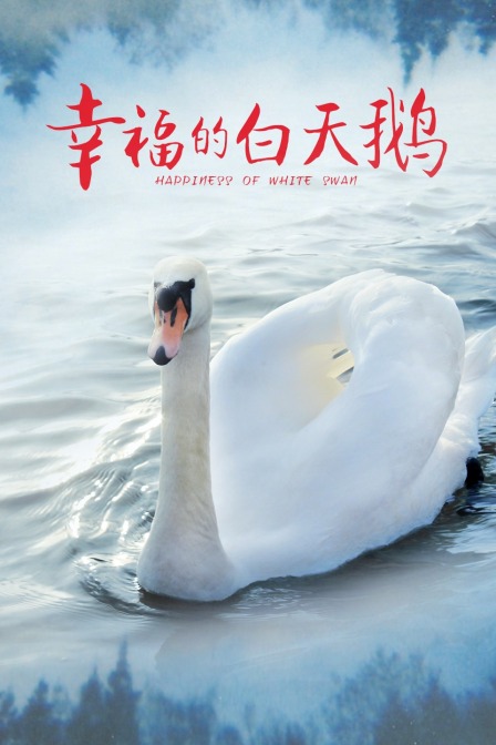 幸福的白天鹅