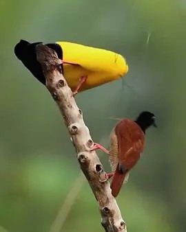 极乐鸟终极追求第1季