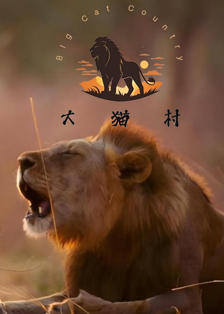 大猫村狮子王朝的兴衰