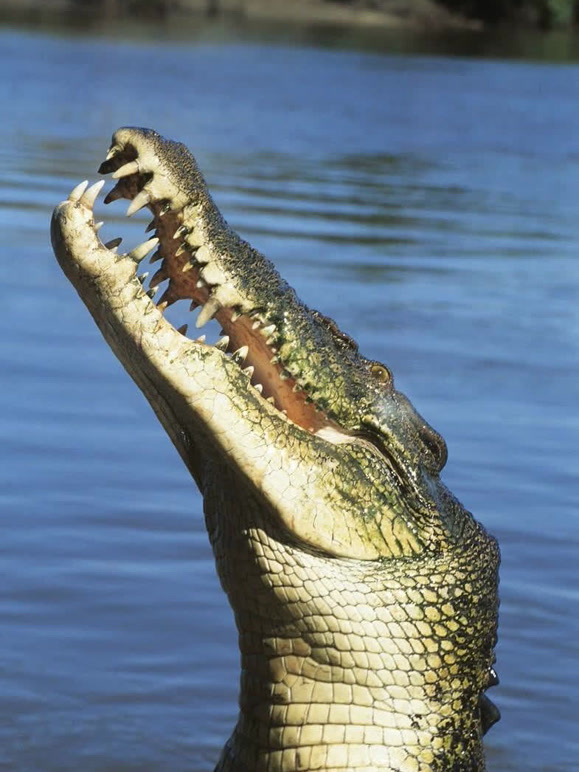 恐怖巨鳄食人怪