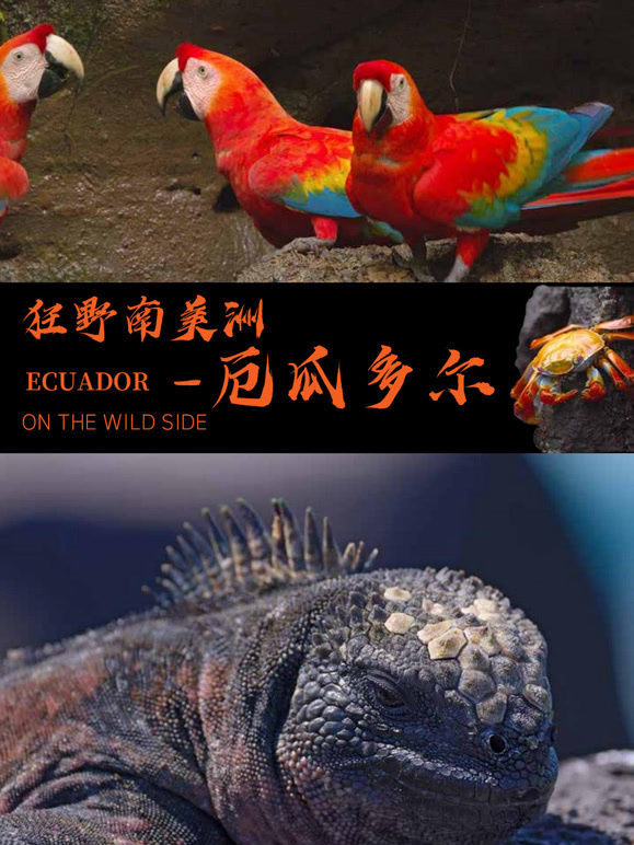 狂野南美洲厄瓜多尔英语文版