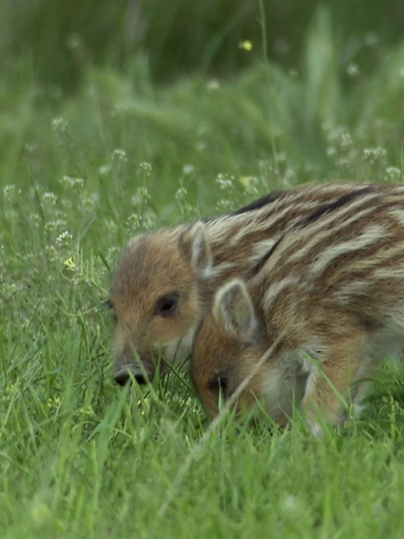 野猪卷土重来国语版