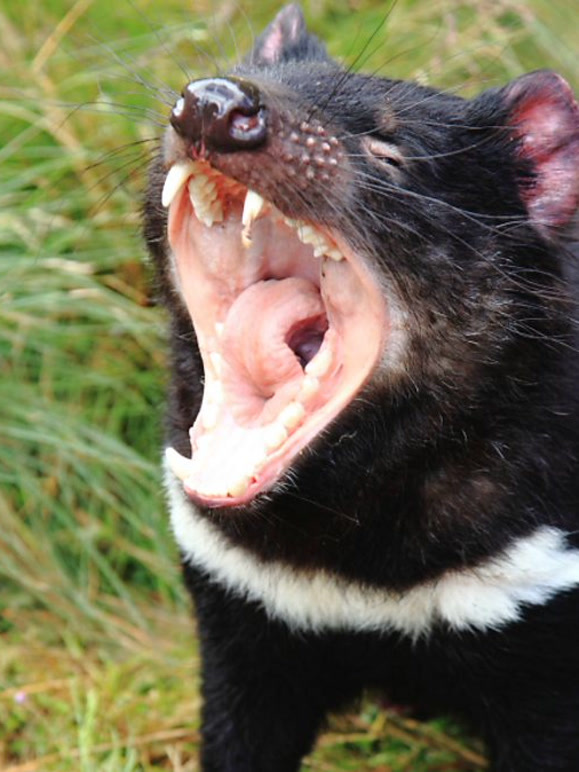 奇幻岛屿国语版