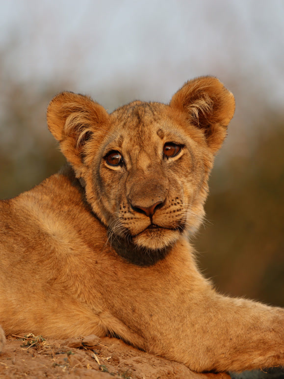 狮子王国日语与夜