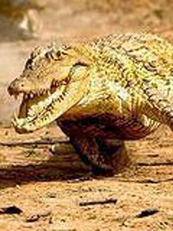 爬虫沼泽兄弟档