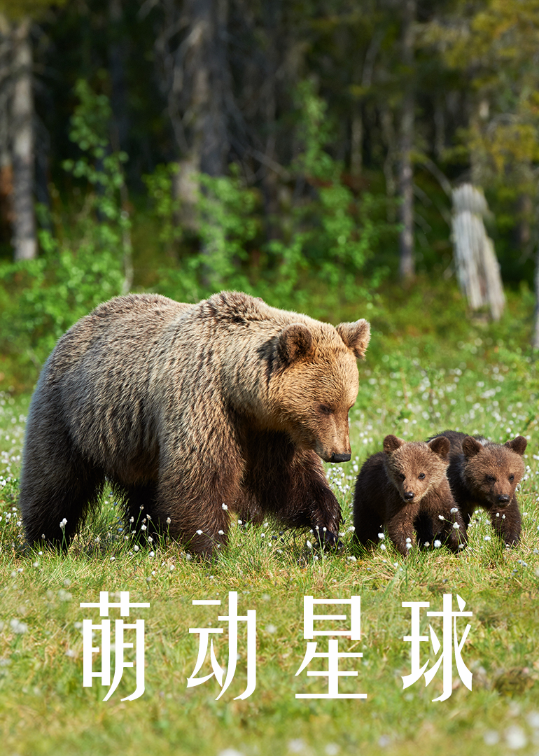 萌动星球普通话版