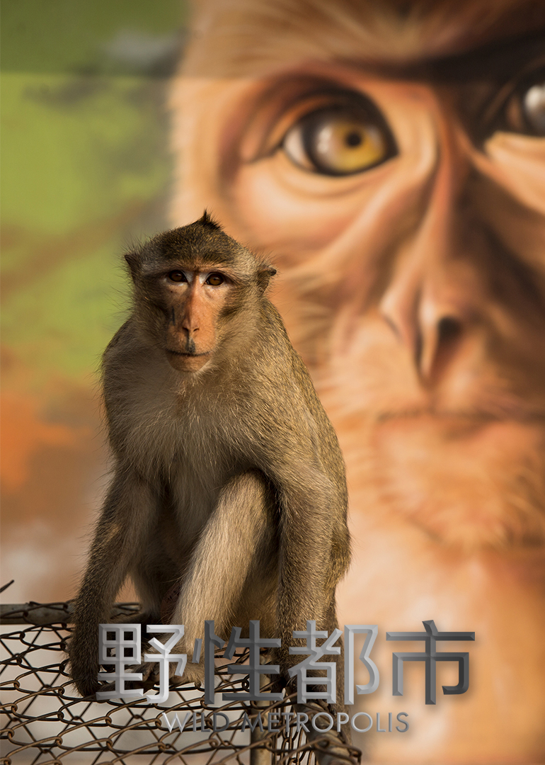 野性都市普通话版