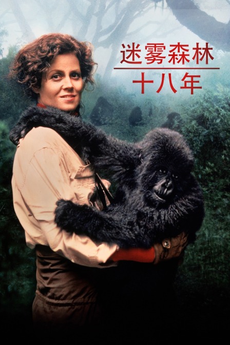 迷雾森林十八年