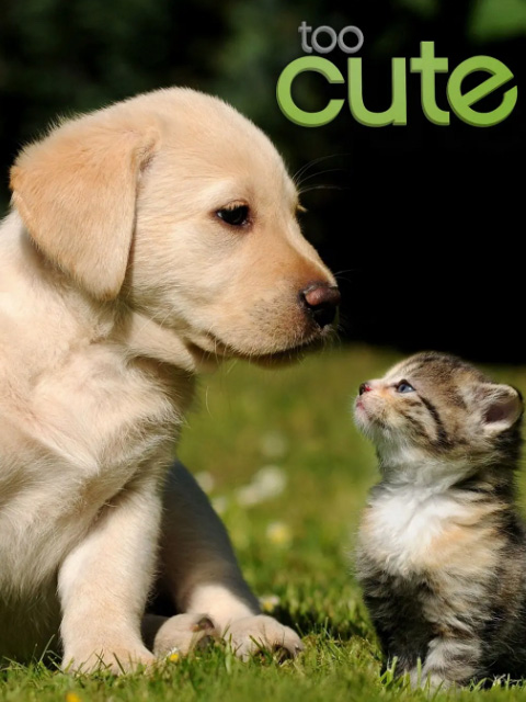 萌宠成长记第2季（中配版）