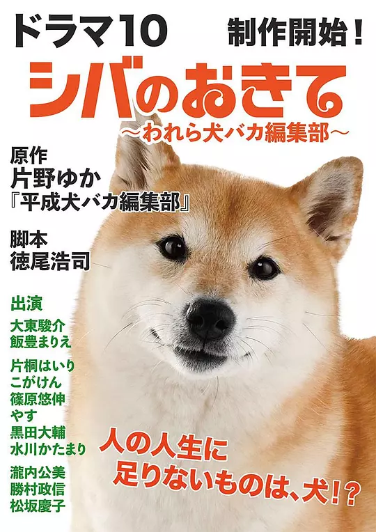 柴犬的规矩我们这群狗痴编辑部