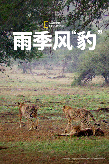 雨季风豹”