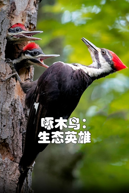 啄木鸟生态英雄