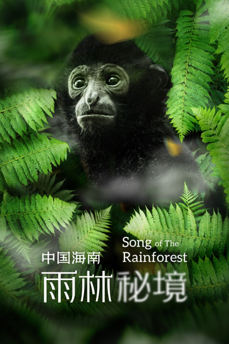 中国海南雨林秘境