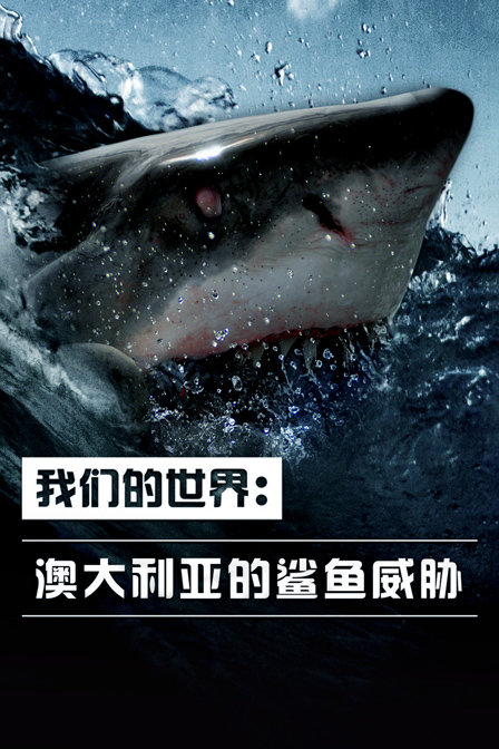 我们的世界澳大利亚的鲨鱼威胁