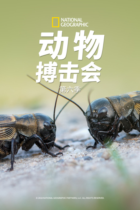 动物搏击会第六季