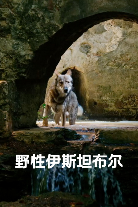 野性伊斯坦布尔