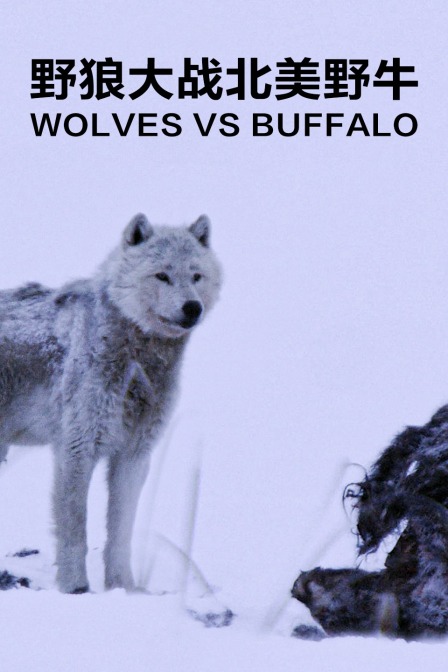 野狼大战北美野牛