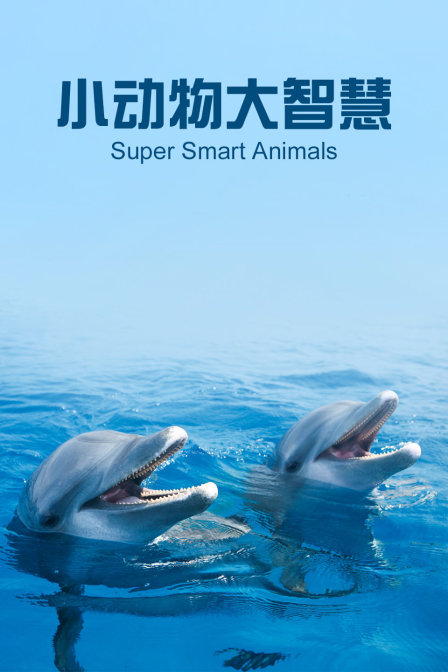 小动物大智慧