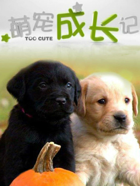 萌宠成长记特辑