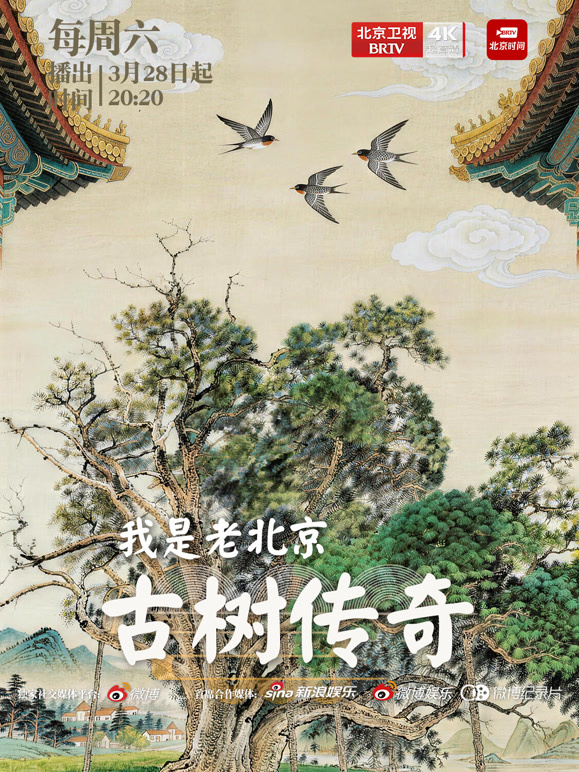 我是老北京古树传奇
