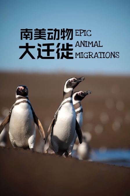 南美动物大迁徙