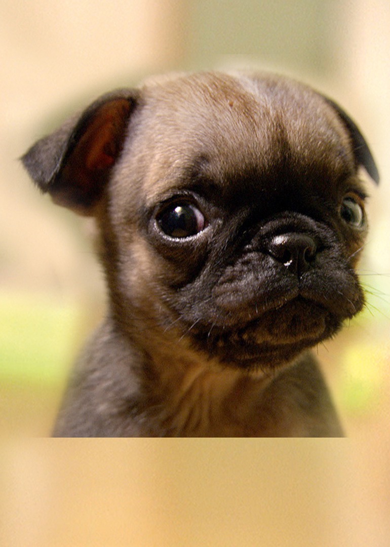 萌宠成长记第三季