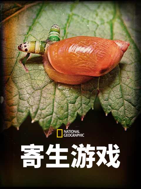 寄生游戏第一季