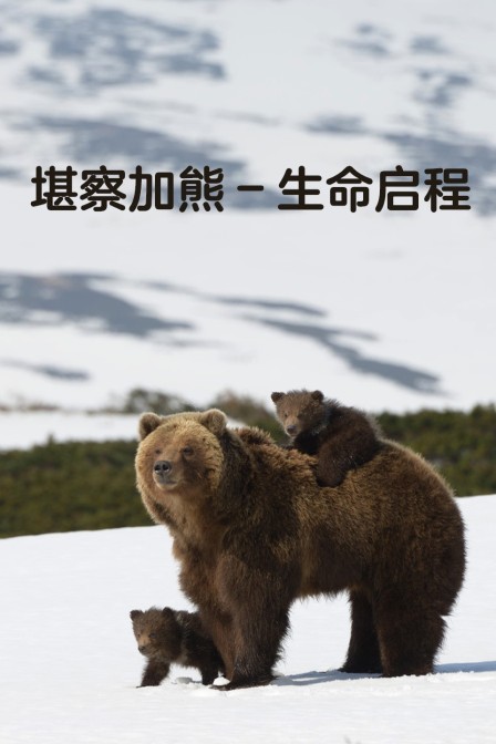 堪察加熊生命启程