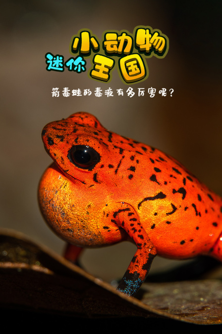 迷你小动物王国箭毒蛙的毒液有多厉害呢