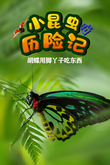 小昆虫历险记蝴蝶用脚丫子吃东西