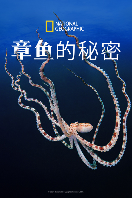 章鱼的秘密