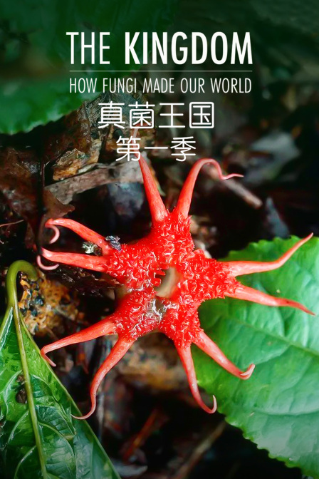 真菌王国第一季