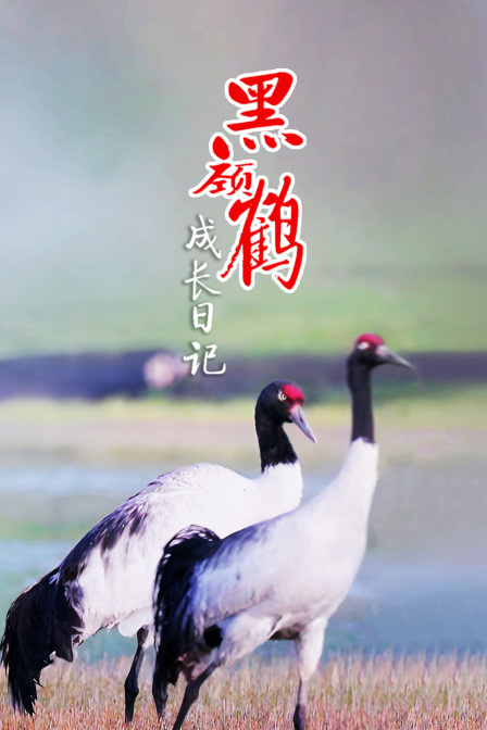 黑颈鹤成长日记