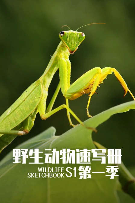 野生动物速写册第一季