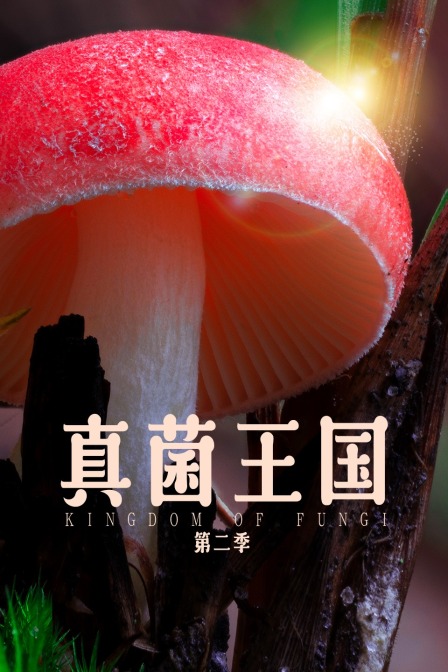真菌王国第二季