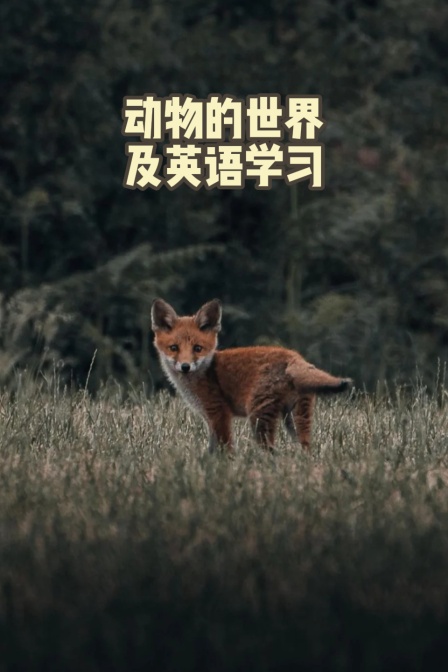 动物的世界及英配学习