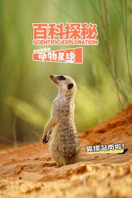 百科探秘动物星球狐獴站岗啦