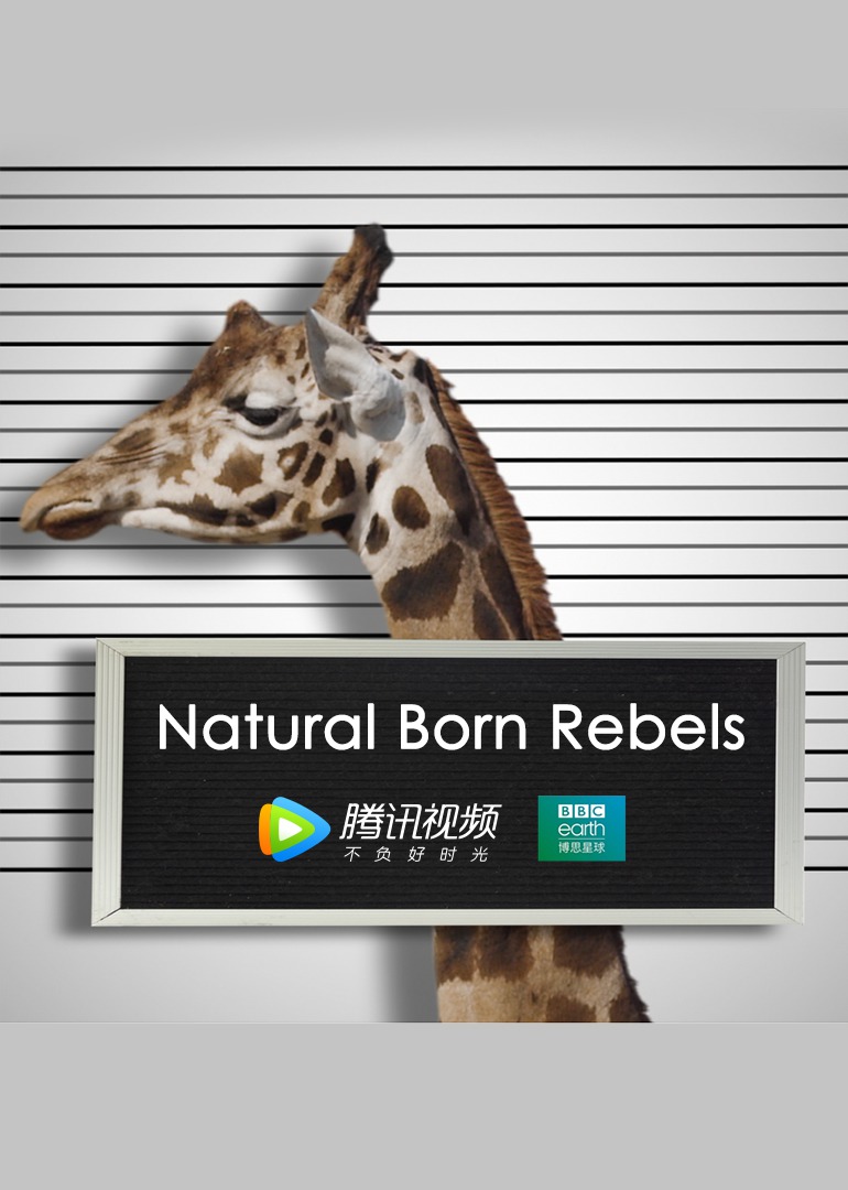 你这个坏怂英配