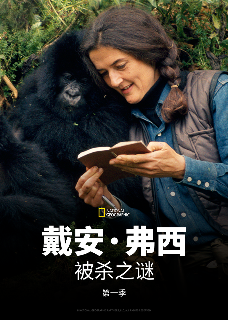 戴安弗西被杀之谜第一季