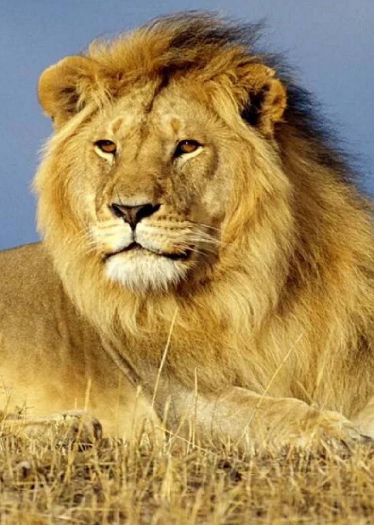 动物世界的生存法则是物竞天择适者生存”看看雄狮的一生到底有多坎坷