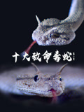 十大致命毒蛇第二季