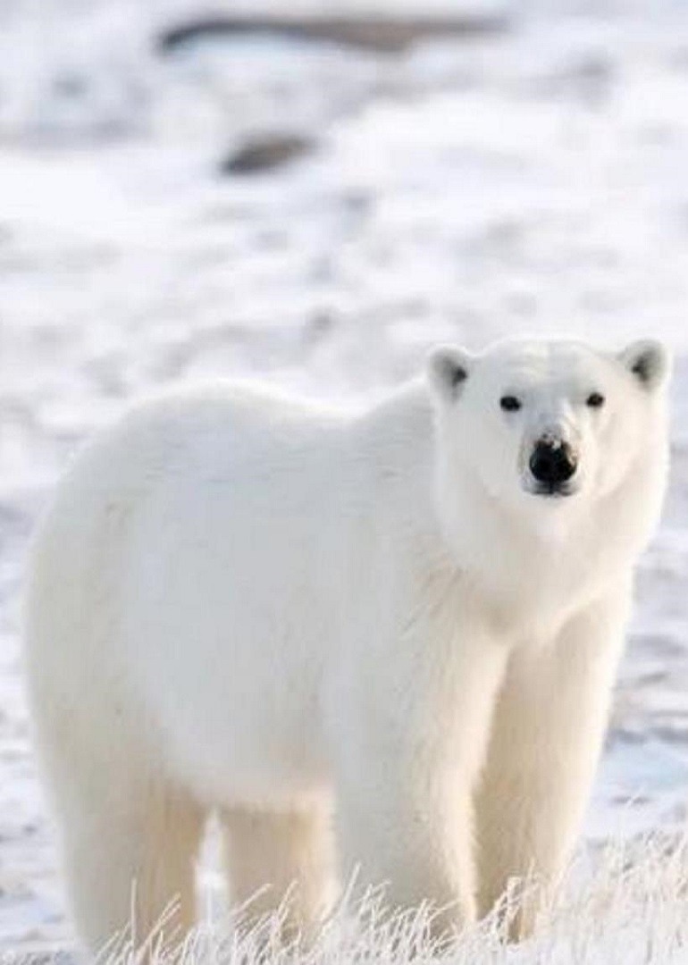 镜头下的北极熊生活猎海豹为生智商堪比大熊猫