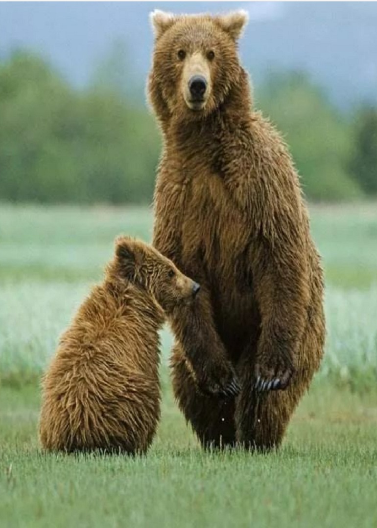 棕熊的成长历程小时候太萌啦