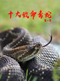 十大致命毒蛇第一季配音版
