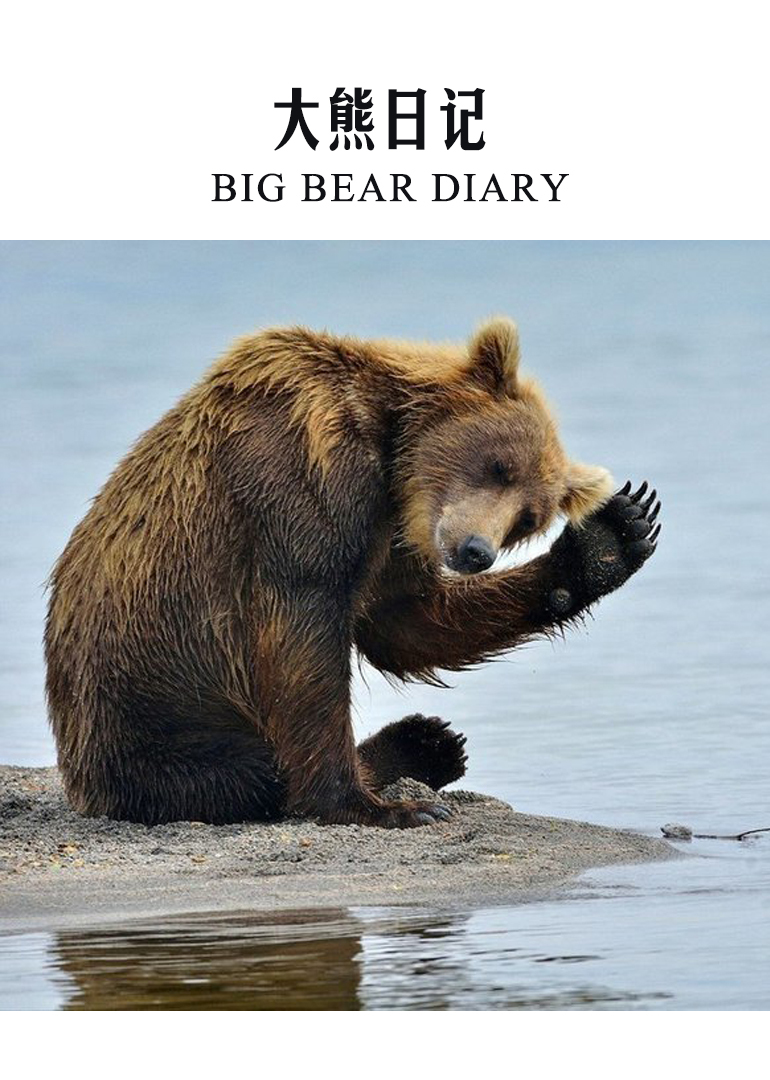 大熊日记