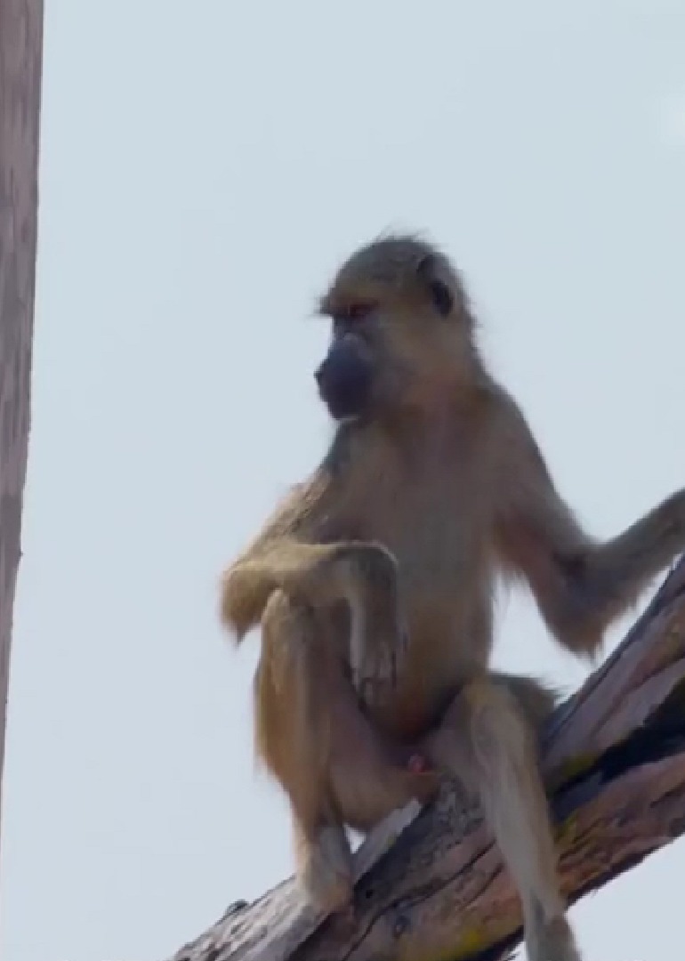 荒漠动物们是怎样生活的要想活的久就要精诚合作