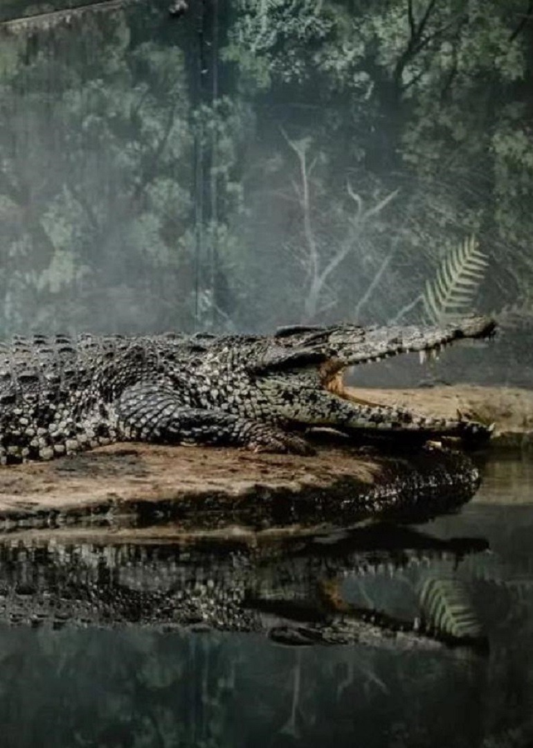 你知道吗凶残的鳄鱼也可以和人类和平相处到底发生了什么